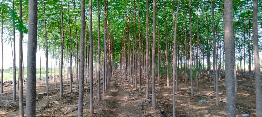 Rows of Melia dubia trees in a plantation