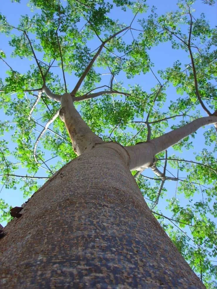 Melia dubia trunk and canopy